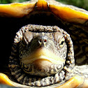 Map Turtle,Falsa-Tartaruga-Mapa