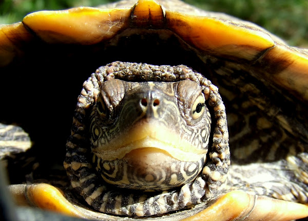 Map Turtle,Falsa-Tartaruga-Mapa | Project Noah