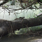 Brown Basilisk or Striped Basilisk