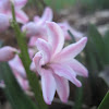 Garden Hyacinth