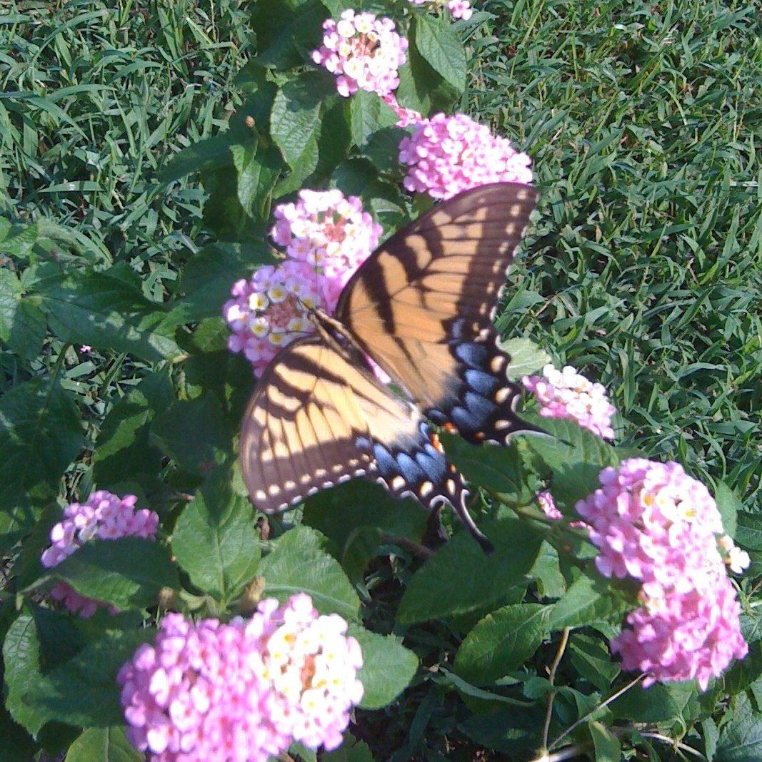 Swallow tail