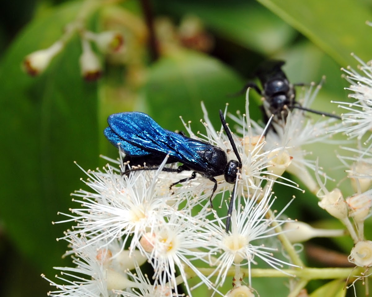 Blue Flower Wasp, Scoliid Wasp