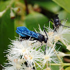 Blue Flower Wasp, Scoliid Wasp
