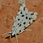 Spotted peppergrass moth