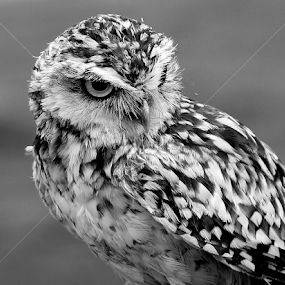 Burrowing Owl by Ralph Harvey - Black & White Animals
