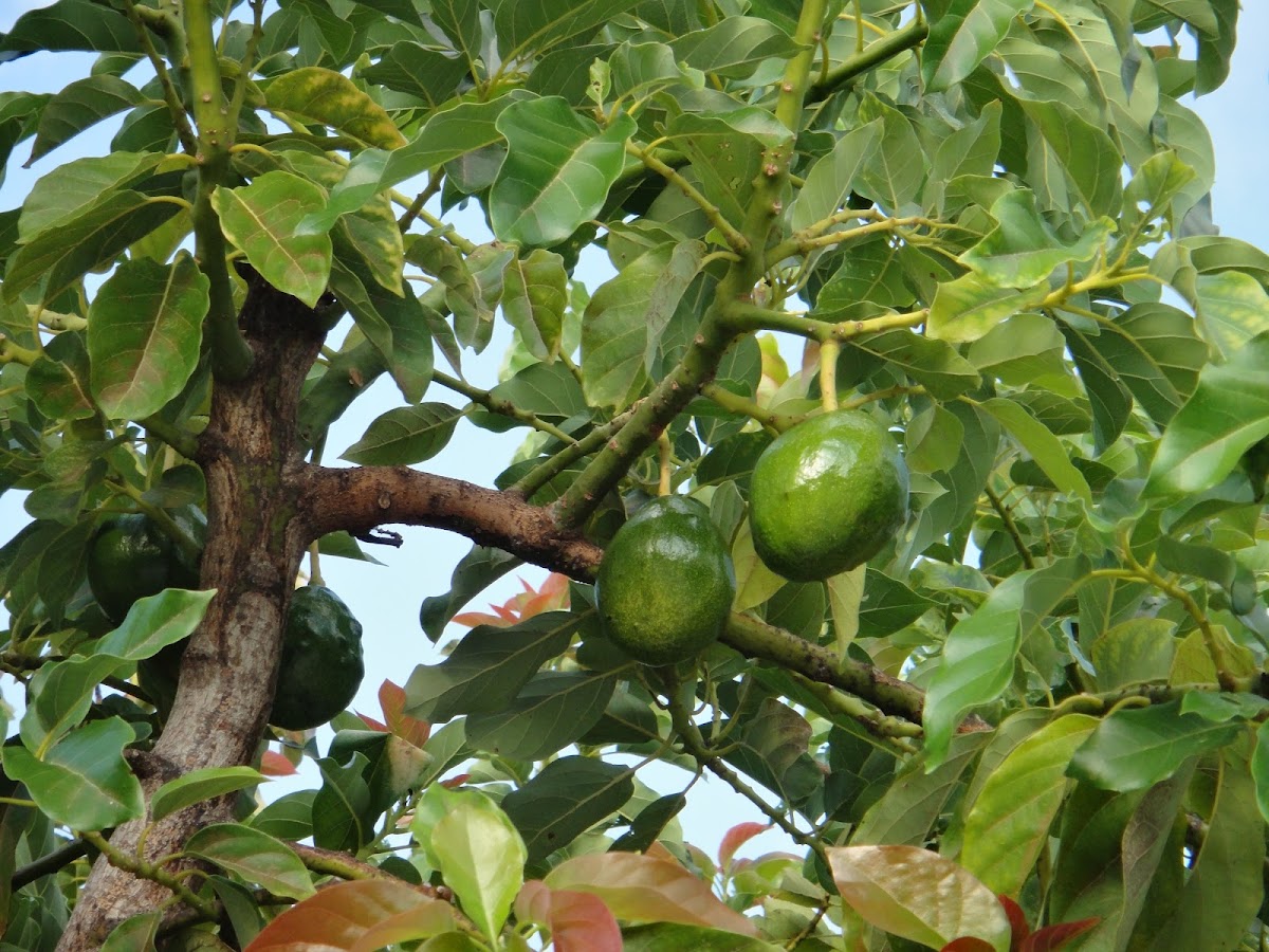 Avocado Tree