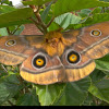 Pine Tree Emperor Moth