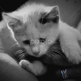 by Branko Levačić - Animals - Cats Playing