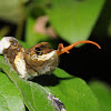 Giant swallowtail (larvae)