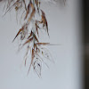 Common reed, Schilfrohr 