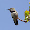 Calliope Hummingbird