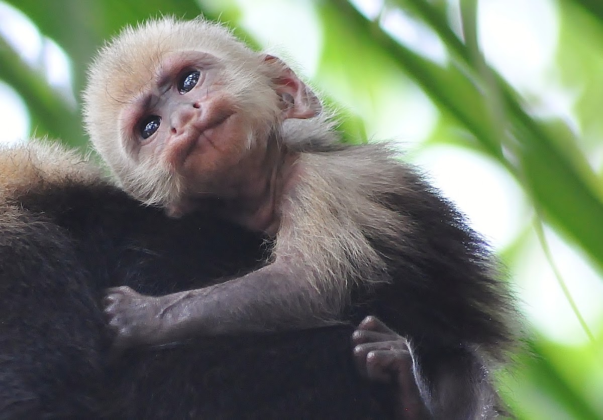White faced capuchin monkey-infant