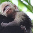 White faced capuchin monkey-infant