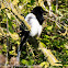 Magpie