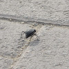Pitted Beetle