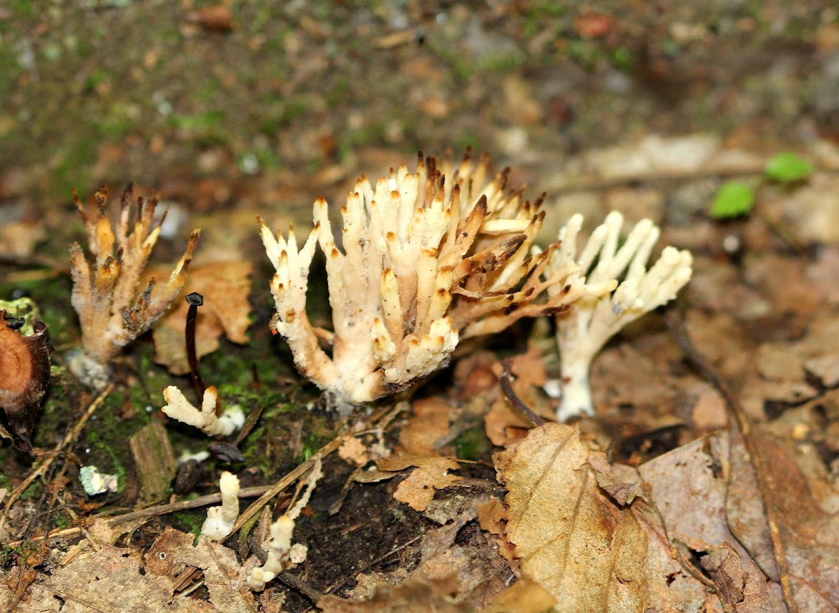 Crown Coral Fungi