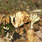 Crown Coral Fungi