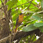 White-crowned Robin-chat