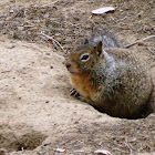 California Ground Squirrel