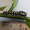 Dingy Swallowtail larva & pupa