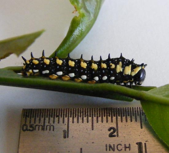 Dingy Swallowtail larva & pupa