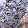 Ground Hunting Spider
