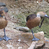 Fulvous Whistling duck
