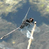 Pin-tailed Pondhawk Dragonfly