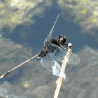 Pin-tailed Pondhawk Dragonfly