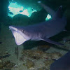 White Tip Reef Shark