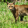 Florida Bobcat
