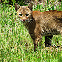 Florida Bobcat