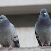 Pigeon; paloma doméstica; paloma de Castilla