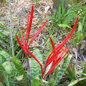 Flaming Sword Vriesea