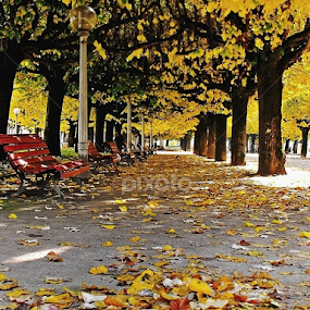 Folhas secas by Ana Batista Constantino - City,  Street & Park City Parks