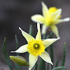 Wild daffodil