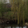Willow trees