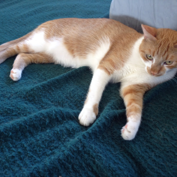 Domestic cat, orange tabby mix | Project Noah