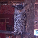 Barred Eagle owl