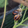 Harlaquin ladybird larvae