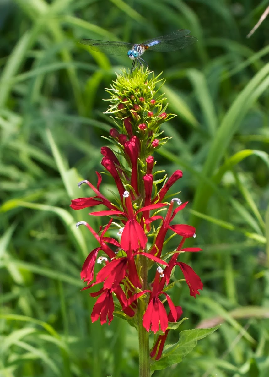 Cardinal Flower with a Blue Dasher dragonfly