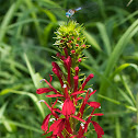 Cardinal Flower with a Blue Dasher dragonfly
