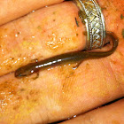 Many-ribbed Salamander