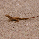 Brown Anole