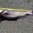 Blue Catfish Watch Delaware Bay