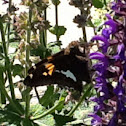 Red Admiral.