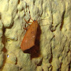 Ruddy Holomelina Moth