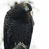 Philippines Serpent Eagle