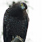 Philippines Serpent Eagle