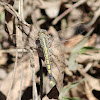 Blue Skimmer Dragonfly (female)